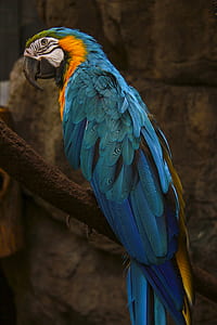 closeup photo of blue macaw thumbnail