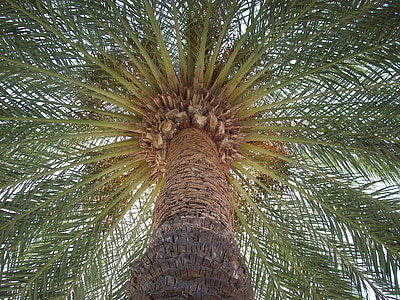 low angle photography of green leafed tree thumbnail