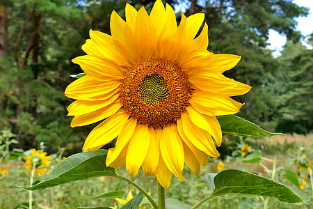 close view of sunflower thumbnail
