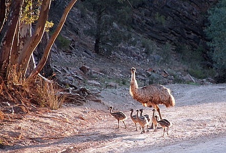 marching turkey with babies at road thumbnail