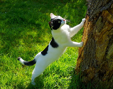 short-fur white and black cat on grass near tree trunk thumbnail