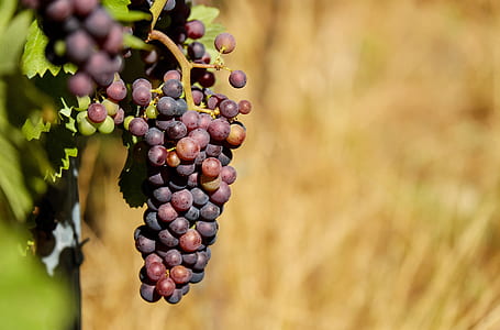 bundle of purple grapes thumbnail