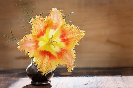 yellow and red fringed tulip flower in glass vase on brown wooden surface thumbnail
