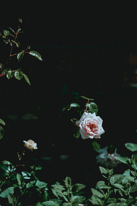 beige flowers thumbnail