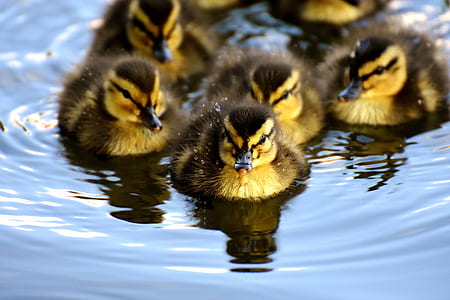 yellow-and-black ducklings on body of water during daytime thumbnail