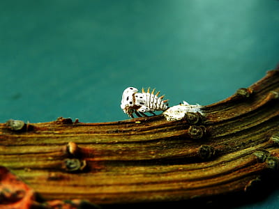 white insect on tree branch thumbnail