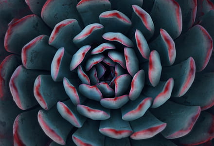 succulent plant thumbnail