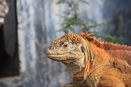 brown iguana in shallow photo thumbnail