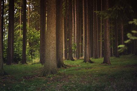 stand of trees during daytime thumbnail