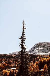 landscape photography of mountains and trees thumbnail