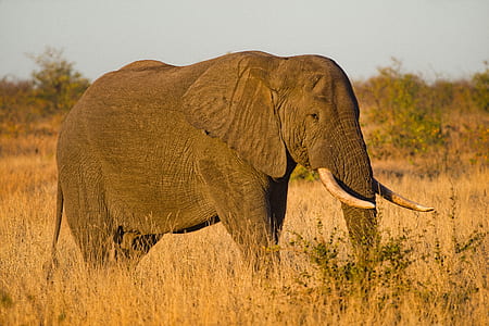 Close-up Photo of Elephant thumbnail