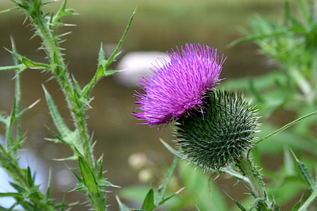 selective focus photography of purple petaled flower thumbnail