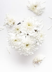 white flowers thumbnail