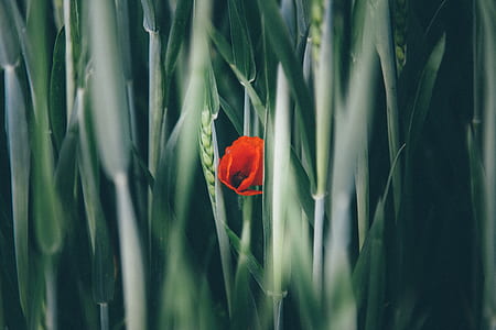 closeup photography of red poppy flower and green grasses thumbnail