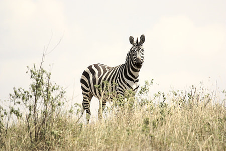 zebra near grass field during daytime thumbnail
