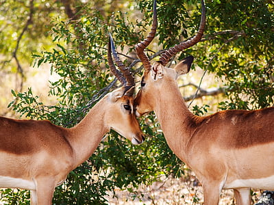 Gazelles thumbnail