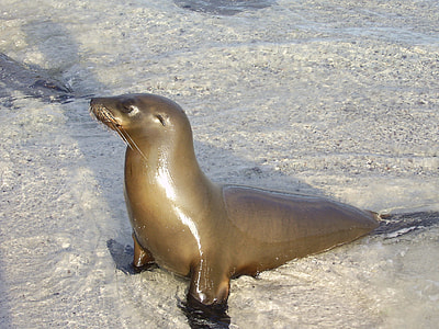 The North Pacific Sea Lions thumbnail