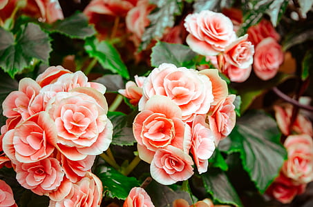 love, romantic, flowers, summer thumbnail