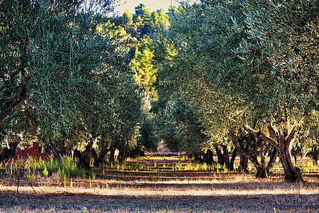 green trees thumbnail