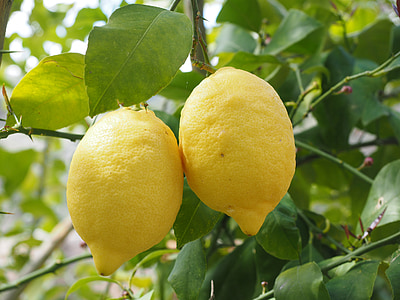 close-up photo of two yellow lemon fruits thumbnail