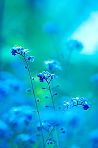 light, nature, flowers, blue thumbnail