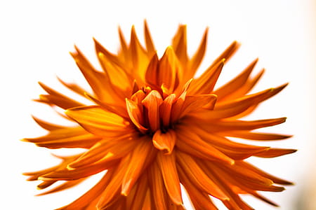 Closeup Photography of Orange Petaled Flowers thumbnail