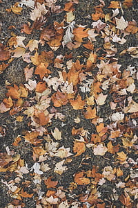 orange leaves on grasses thumbnail