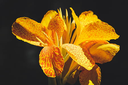 selective focus photo of yellow canna lilies thumbnail