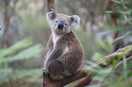 brown and white koala on tree thumbnail