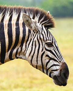 black and white zebra thumbnail