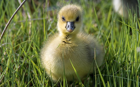 yellow duck chick on green grass field during daytime thumbnail