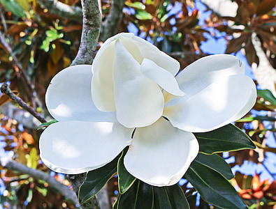 close up photography of white Magnolia flower during daytime thumbnail