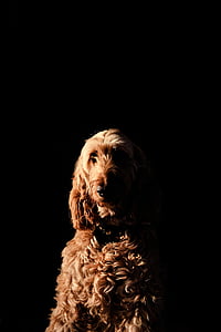 brown labradoodle on dimmed room thumbnail