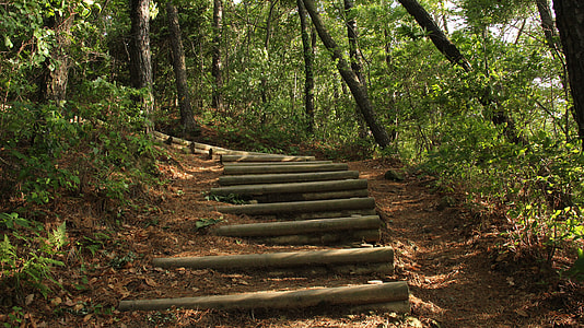 pathway underneath trees thumbnail