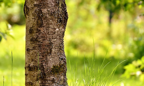 selective focus photography of tree bark thumbnail