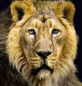 lion face in close up thumbnail