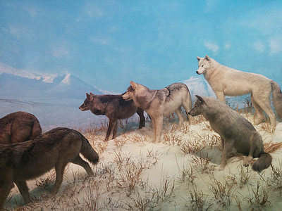 pack of wolves on hill near snow capped mountains paintig thumbnail