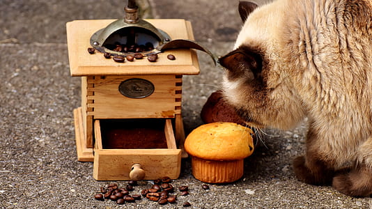 short-fur gray cat eating cupcakes near coffee grinder thumbnail