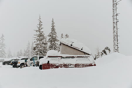 snow-covered cars surrounded by pine trees during daytime thumbnail