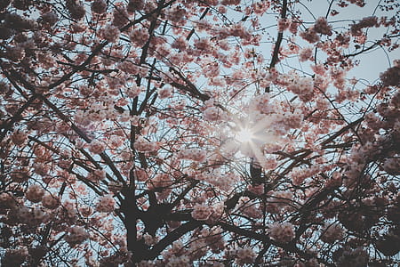Cherry Blossom Tree thumbnail