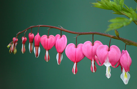 pink flowers and brown plant branch thumbnail