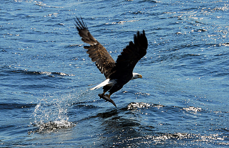 American Bald Eagle flying above body of water thumbnail