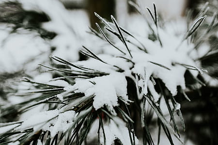 Close-ups of snowy trees thumbnail
