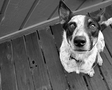 greyscale photography of dog thumbnail