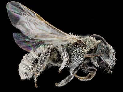 closeup photo of gray hornet thumbnail