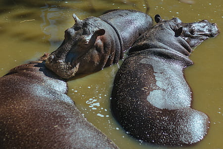three hippopotamus in body of water thumbnail