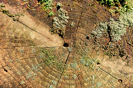 Tree stump thumbnail