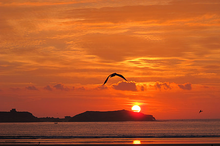 silhouette of birds flying during golden hour thumbnail
