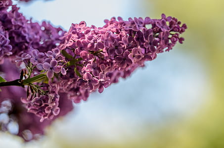 shallow focus photo of lavender thumbnail
