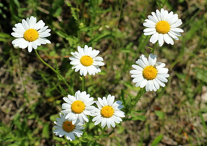 close-up photography of daisy flowers thumbnail
